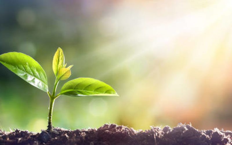 Young Sprout Grow In Dirt With Sun