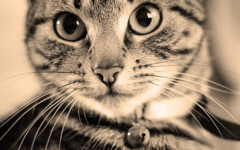 gato