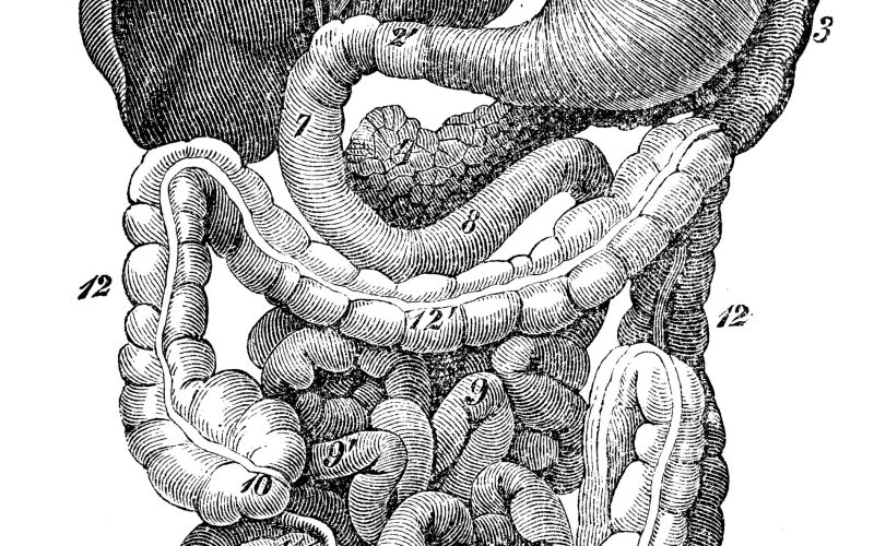 intestino-scaled