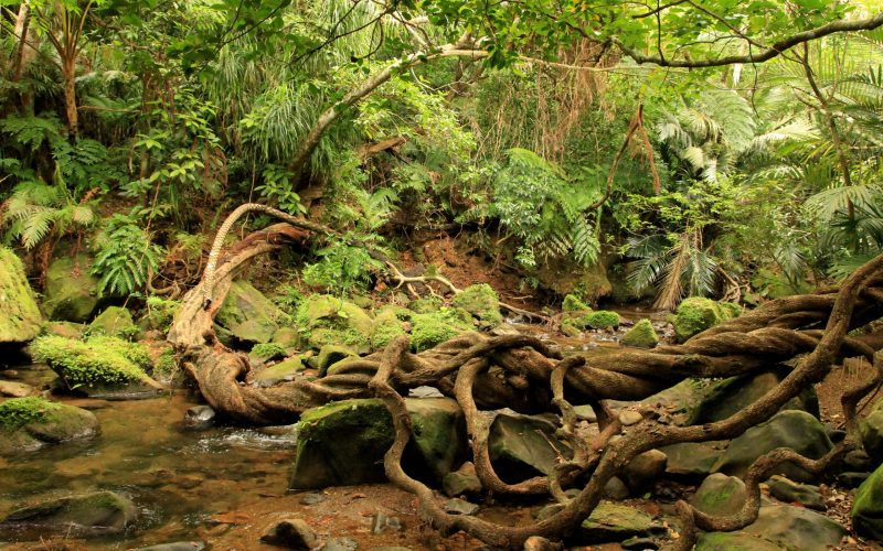 jungle-scaled