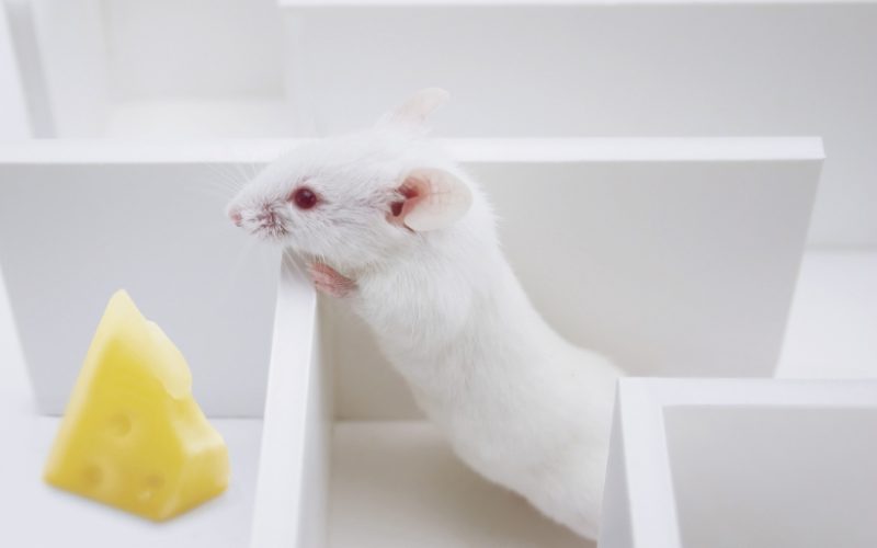 mouse-maze