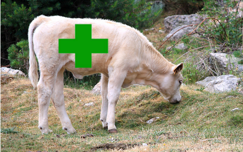 ternera-farmacia