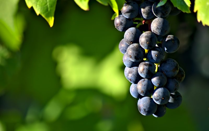 Grape Season