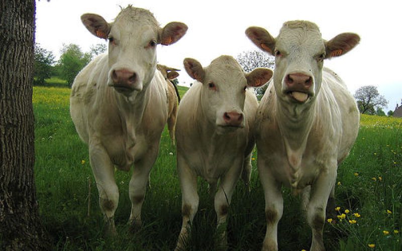 vacas